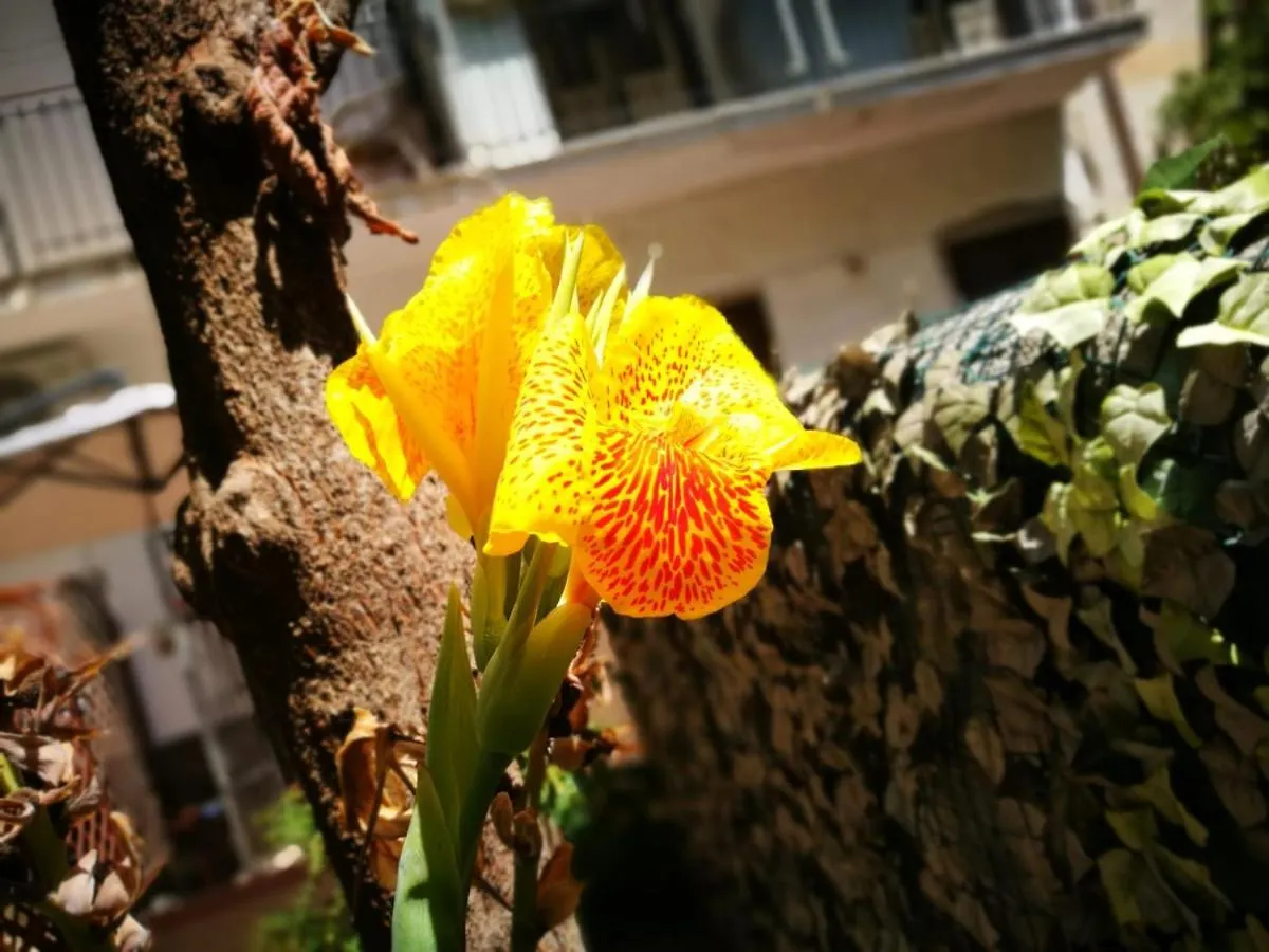 Bed and Breakfast Bella Palermo